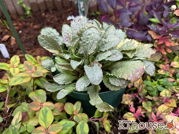 アジュガ バーガンディグロー 2024/10/14