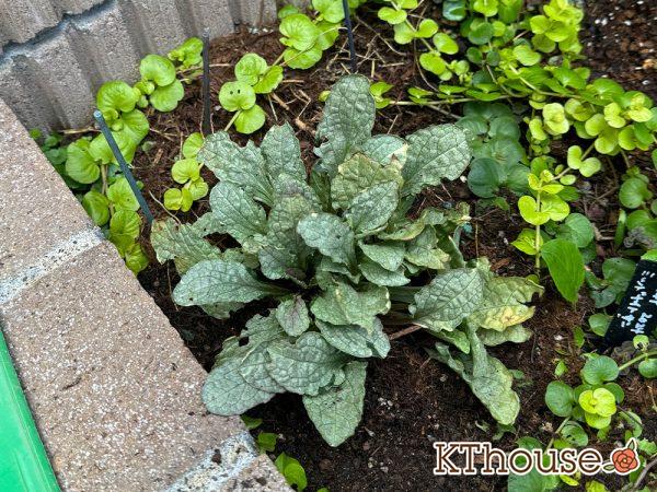 アジュガ バーガンディグロー 2024/10/14