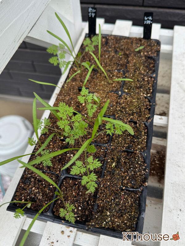 オルラヤ・オルレア(ホワイトレースフラワー)(Orlaya grandiflora)2025/10/12