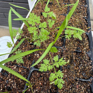 オルラヤ・オルレア(ホワイトレースフラワー)(Orlaya grandiflora)2025/10/12