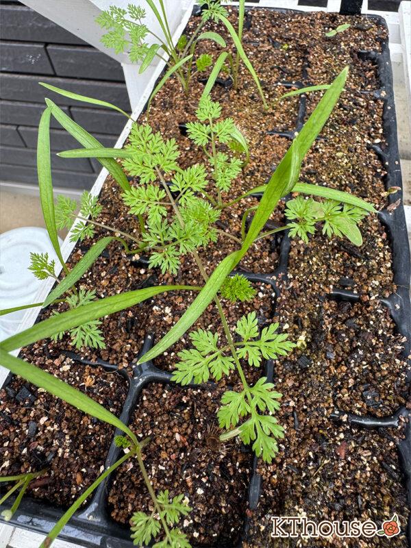 オルラヤ・オルレア(ホワイトレースフラワー)(Orlaya grandiflora)2025/10/12