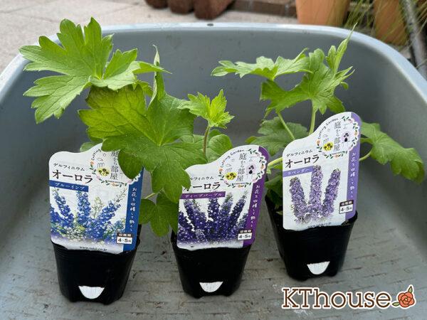 デルフィニウム・オーロラ 2024/10/15