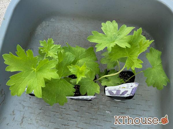 デルフィニウム・オーロラ 2024/10/15