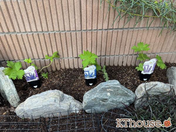 デルフィニウム・オーロラ 2024/10/15