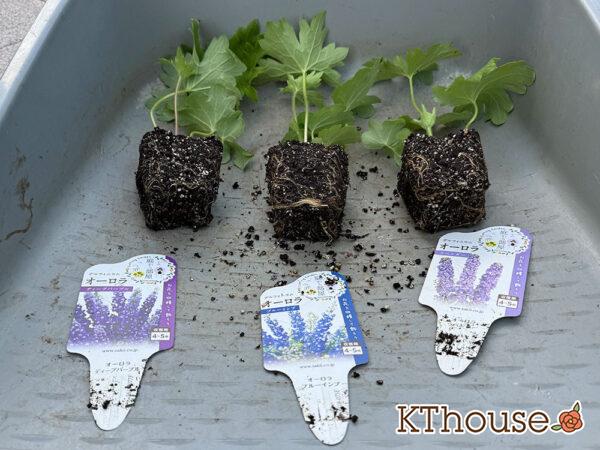 デルフィニウム・オーロラ 2024/10/15