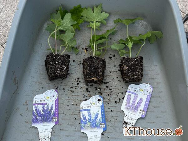 デルフィニウム・オーロラ 2024/10/15