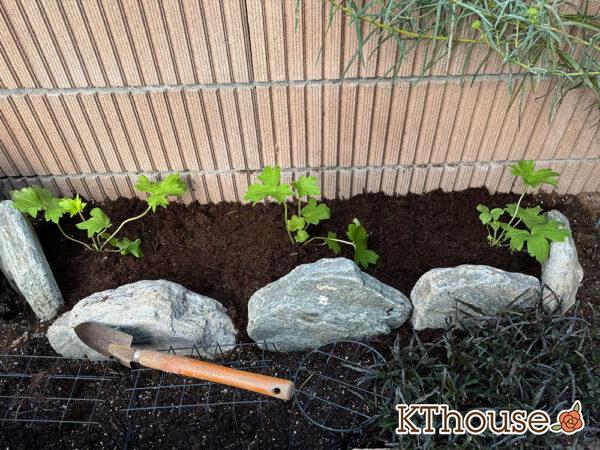 デルフィニウム・オーロラ 2024/10/15