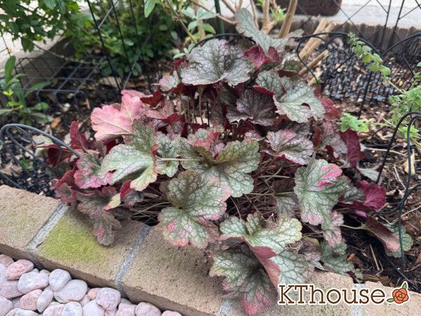 PWヒューケラ ブラックベリータルト 2025/10/13