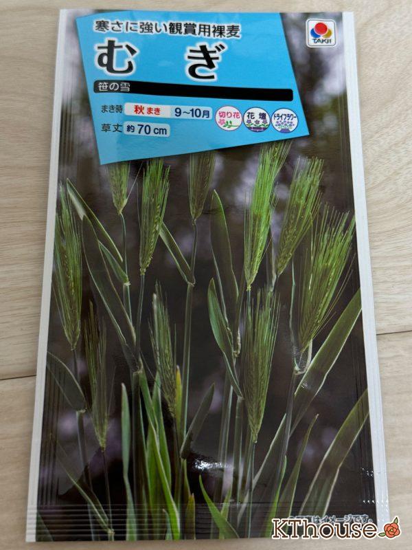 観賞用むぎ 笹の雪の種