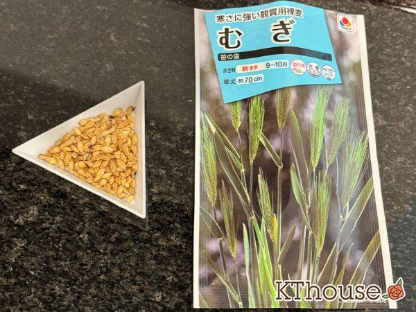 観賞用むぎ 笹の雪の種まき 2024/10/18