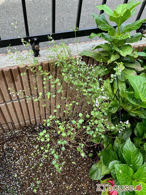 カラミンサ・ネペタ(Calamintha nepeta) 2024/10/19