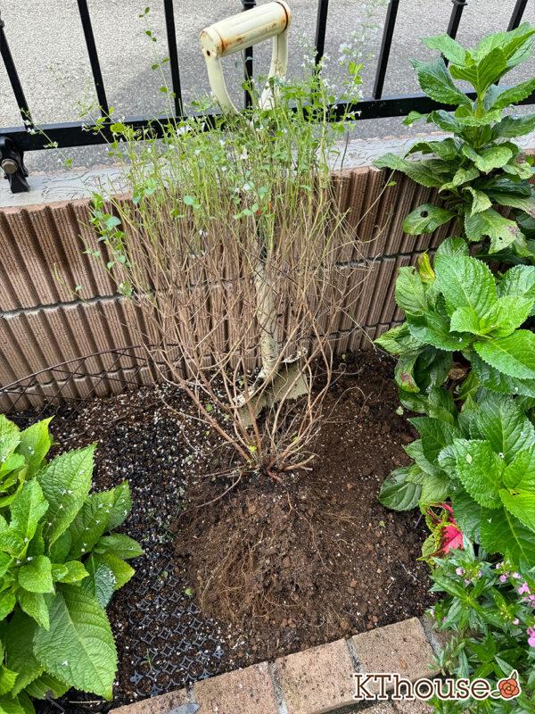 カラミンサ・ネペタ(Calamintha nepeta) 2024/10/19