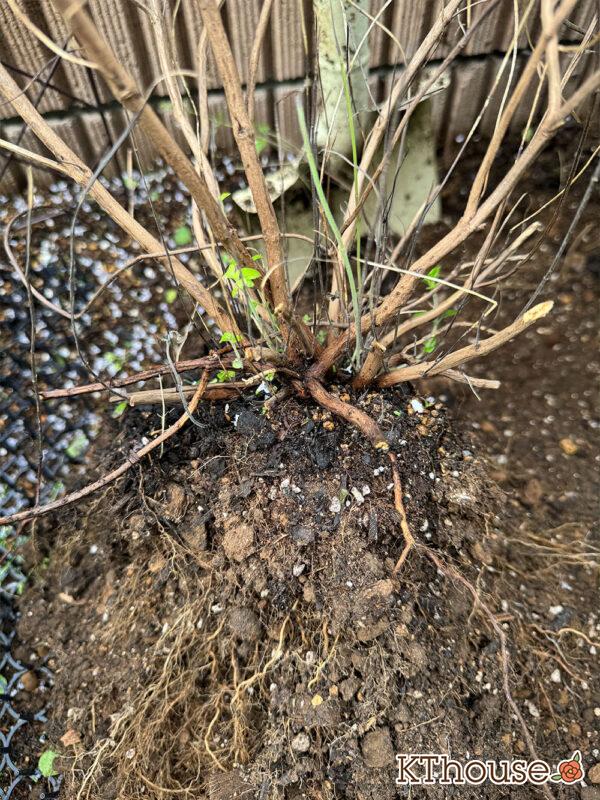 カラミンサ・ネペタ(Calamintha nepeta) 2024/10/19