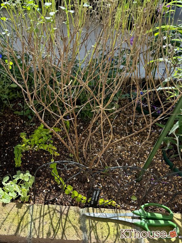 カラミンサ・ネペタ(Calamintha nepeta) 2024/10/19