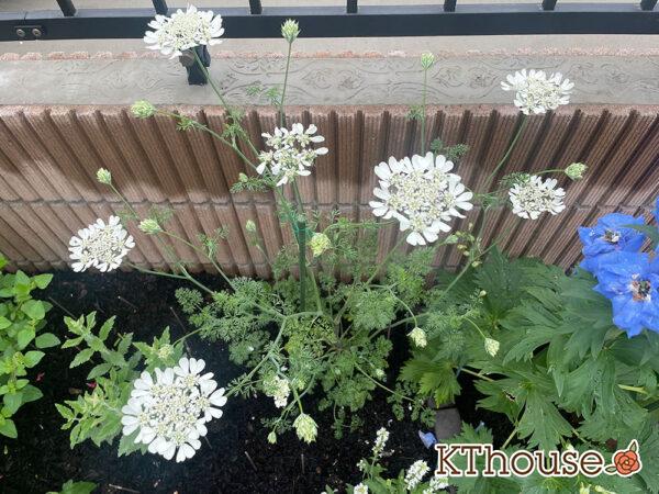 オルレア・ピエリスホワイト（Orlaya grandiflora 'Pieris White'）2024/4/30
