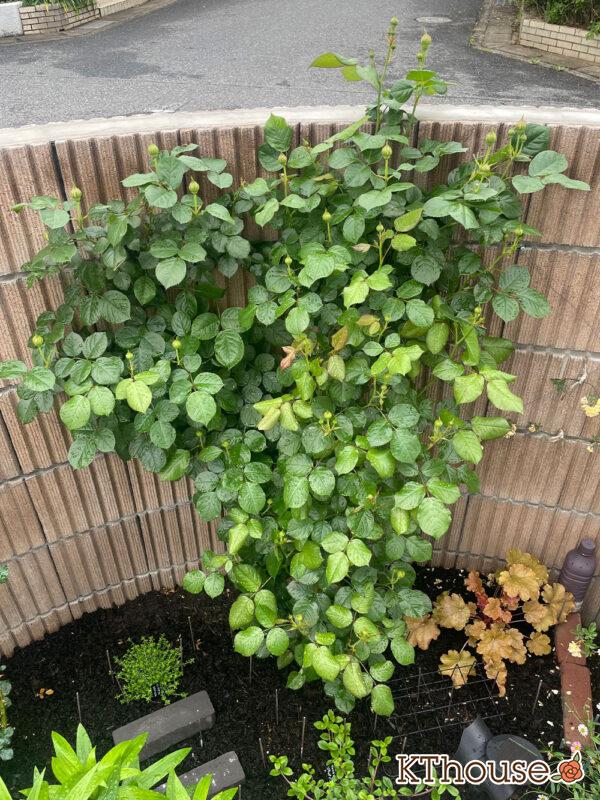 シュラブローズ・バラ「クリスティアーナ(christiana)」2024/4/30