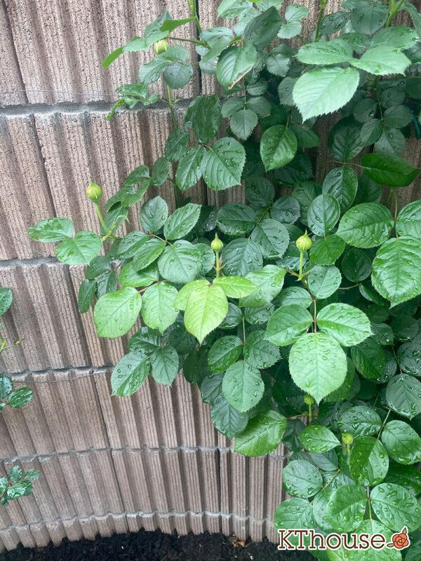 シュラブローズ・バラ「クリスティアーナ(christiana)」2024/4/30