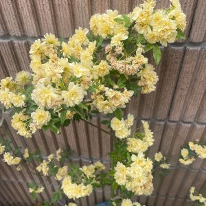 モッコウバラ 2024/4/30