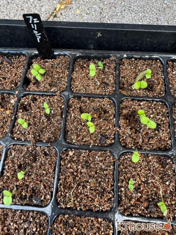 フェリシア ブルーミックス 種まき 2025/10/19