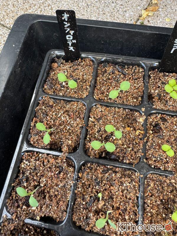 オンファロデス リトルスノーホワイト 種まき 2025/10/19