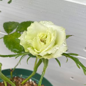 ミニバラ・ペパーミントコルダーナ 2024/5/1