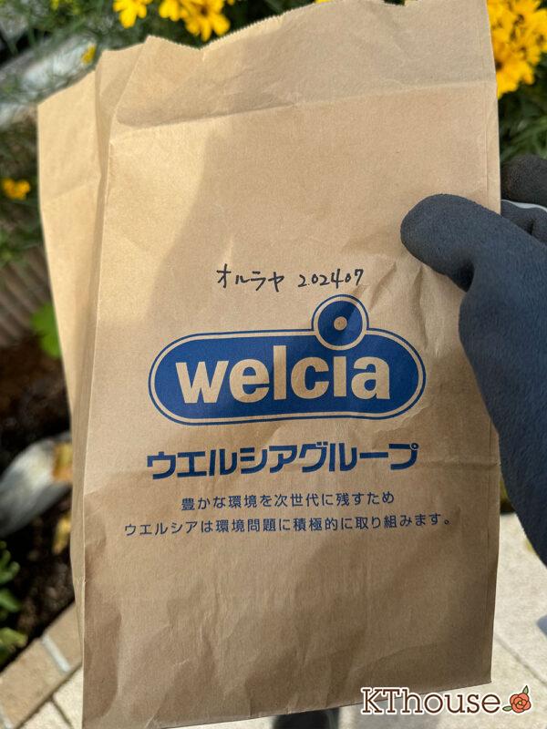 オルレア・オルラヤ(ホワイトレースフラワー)(Orlaya grandiflora 'Pieris White')2024/10/22