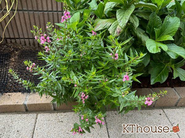 アンゲロニア 地植え 2024/10/22