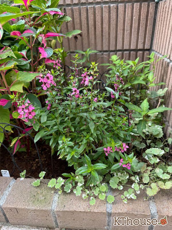 アンゲロニア スリッド鉢→地植え ピンク 2024/10/22