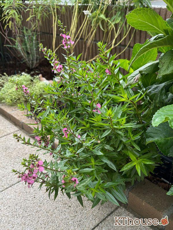 アンゲロニア 地植え 2024/10/22