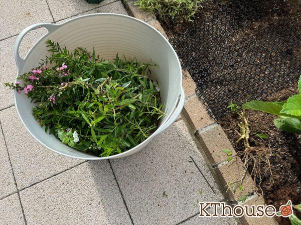 アンゲロニア 地植え 2024/10/22