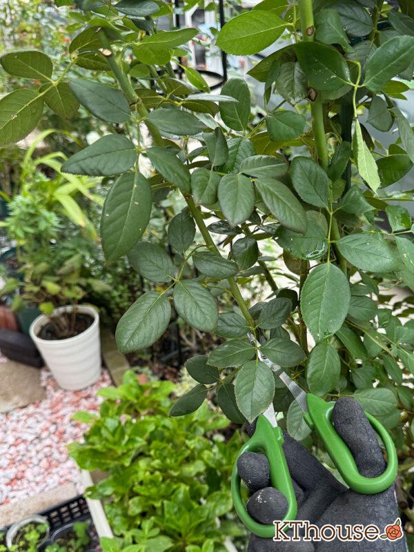 バラの挿し木(クリスティアーナ)2025/10/20