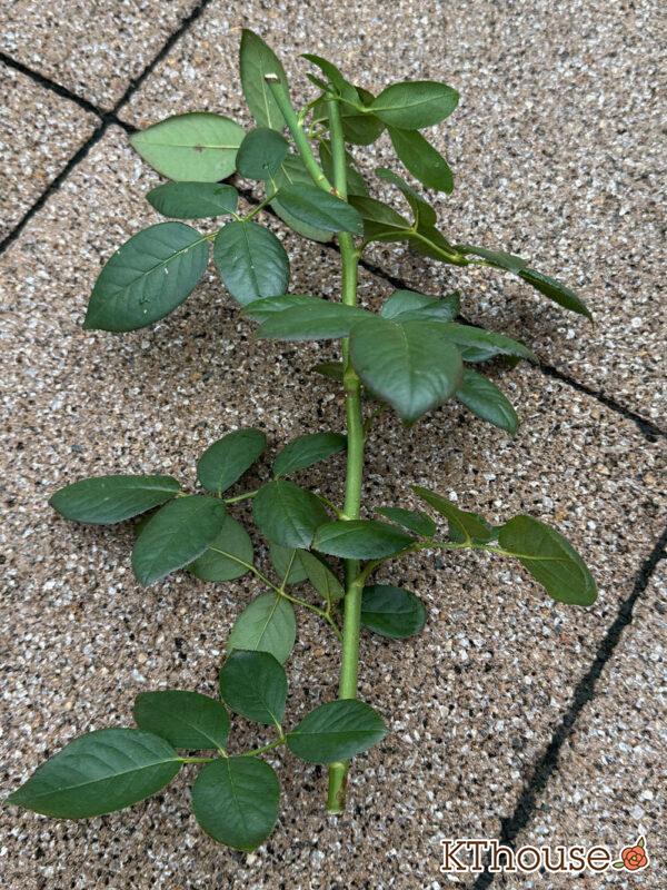 バラの挿し木(クリスティアーナ)2025/10/20