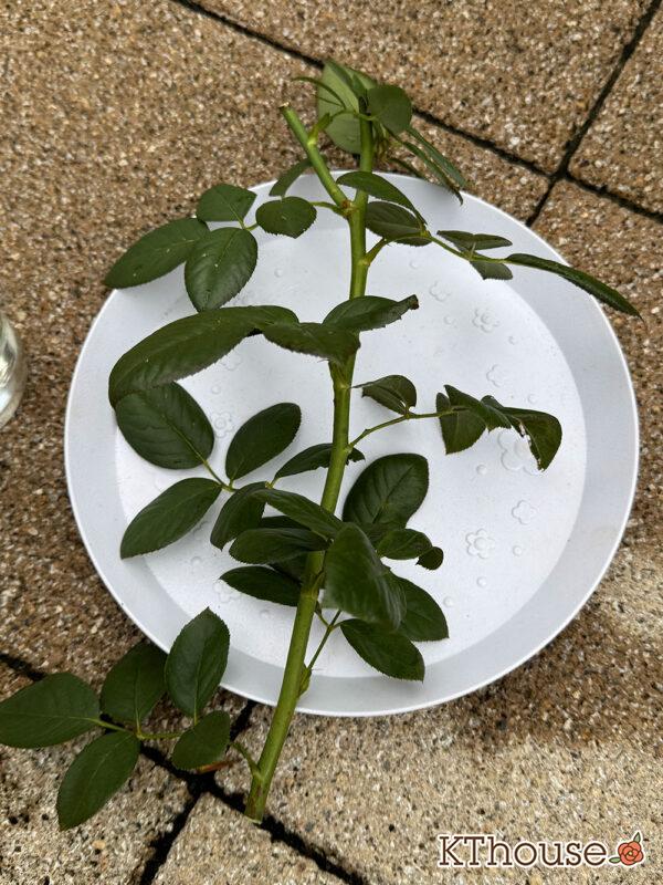 バラの挿し木(クリスティアーナ)2025/10/20