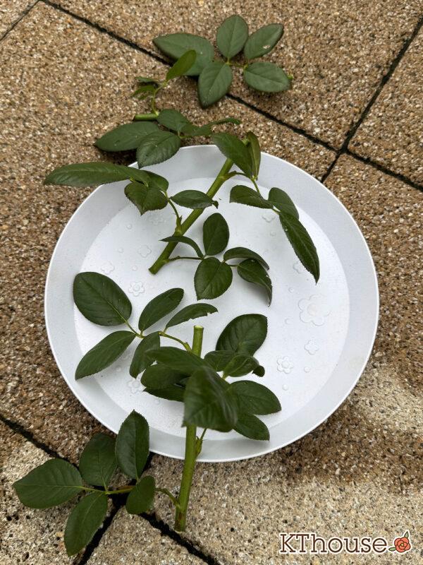 バラの挿し木(クリスティアーナ)2025/10/20