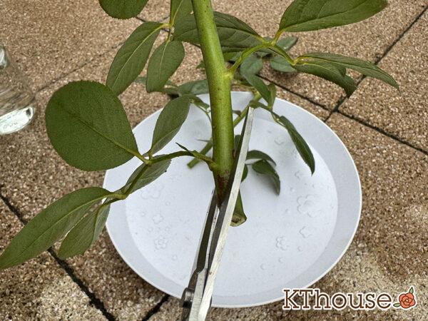 バラの挿し木(クリスティアーナ)2025/10/20