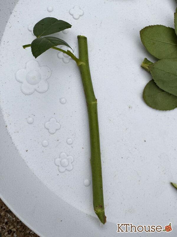 バラの挿し木(クリスティアーナ)2025/10/20