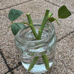 バラの挿し木(クリスティアーナ)2025/10/20