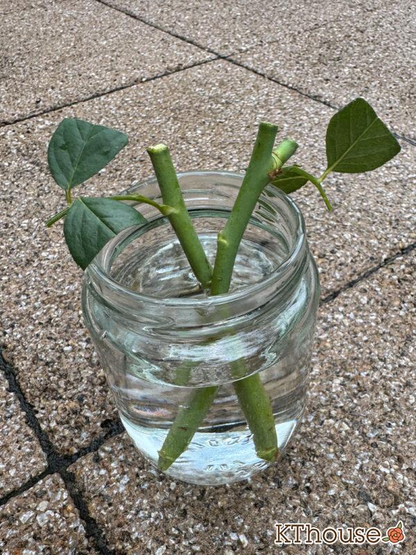 バラの挿し木(クリスティアーナ)2025/10/20