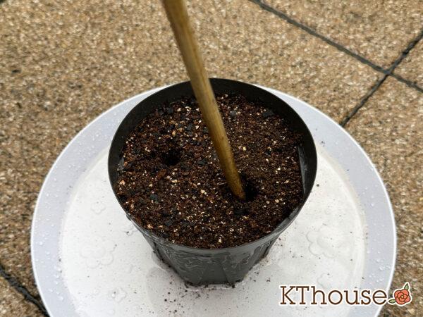 挿し芽専用土・スリッド鉢・水受けトレー・菜箸