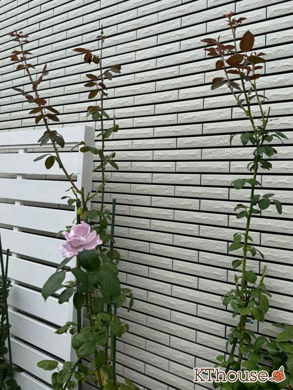 バラ・ブルームーン(rose blue moon) 2024/10/24