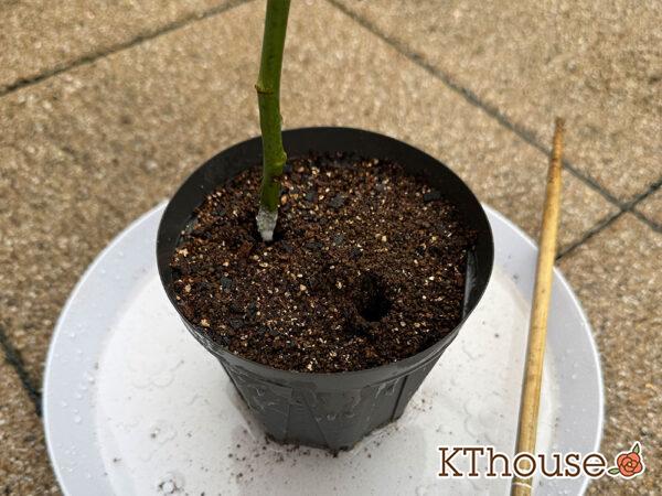 バラの挿し木(クリスティアーナ)2025/10/20