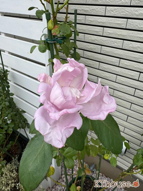 バラ・ブルームーン(rose blue moon) 2024/10/24