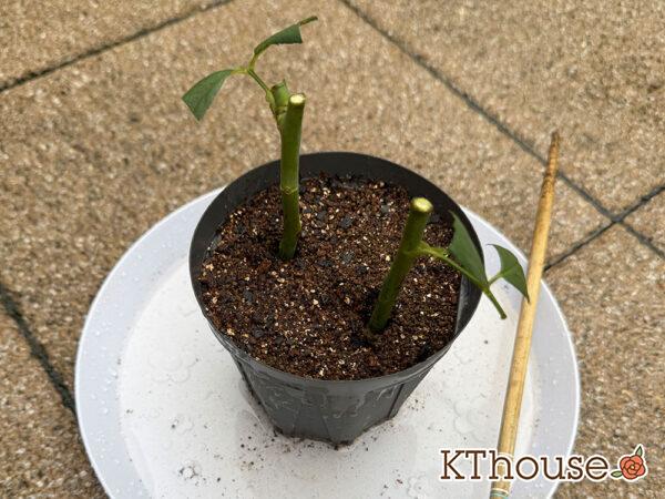 バラの挿し木(クリスティアーナ)2025/10/20