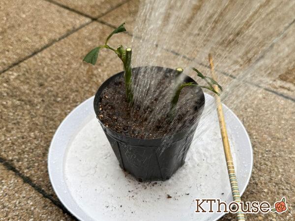 バラの挿し木(クリスティアーナ)2025/10/20