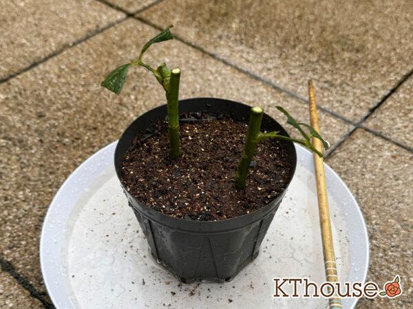 バラの挿し木(クリスティアーナ)2025/10/20