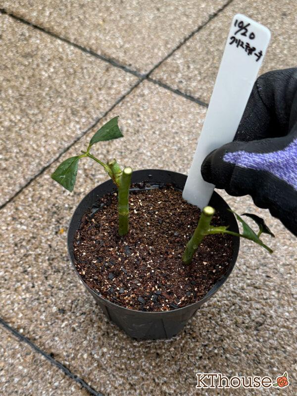 バラの挿し木(クリスティアーナ)2025/10/20