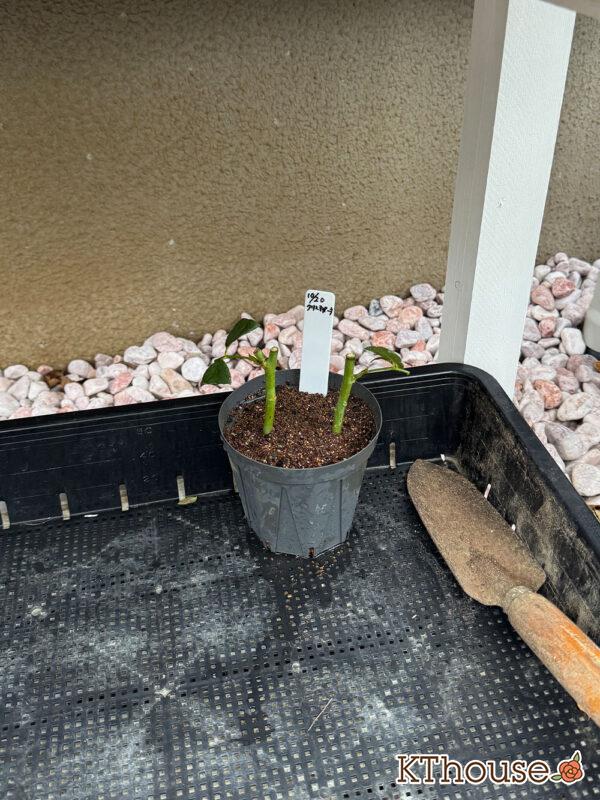 バラの挿し木(クリスティアーナ)2025/10/20