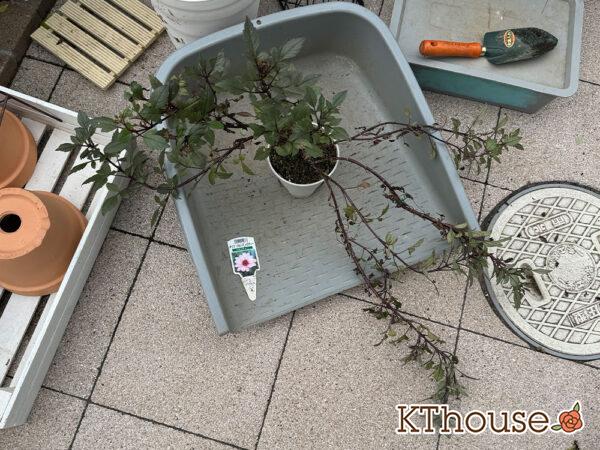 ダリア ブロンズメロディー エタニティー 2024/10/24