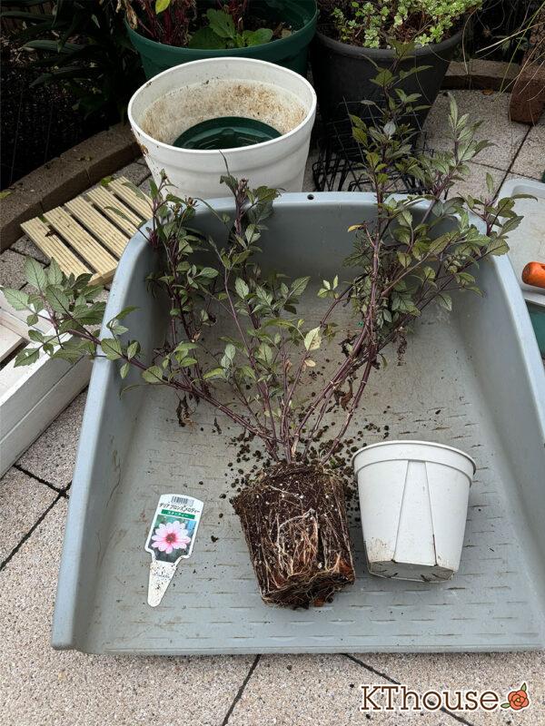 ダリア ブロンズメロディー エタニティー 2024/10/24