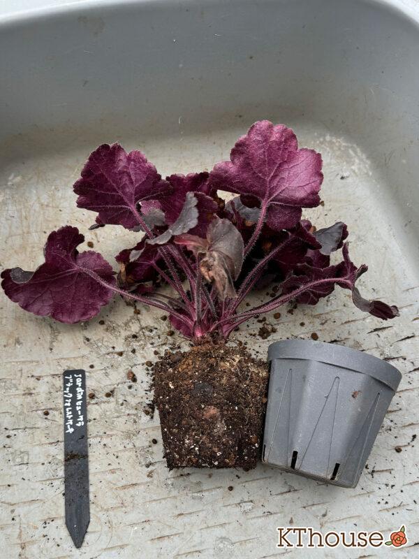 jardin（ハルディン）ヒューケラ ブラックフォレストケーキ 2024/10/24